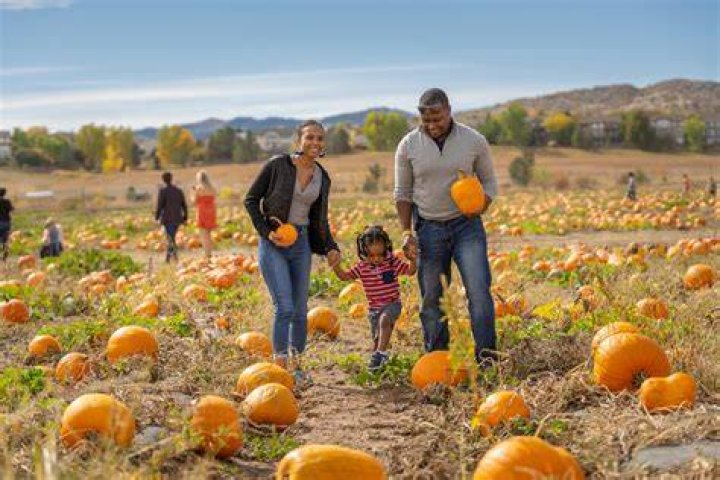 A pumpkin patch.