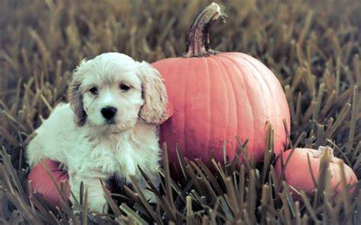 A puppy at a pumpkin patch.
