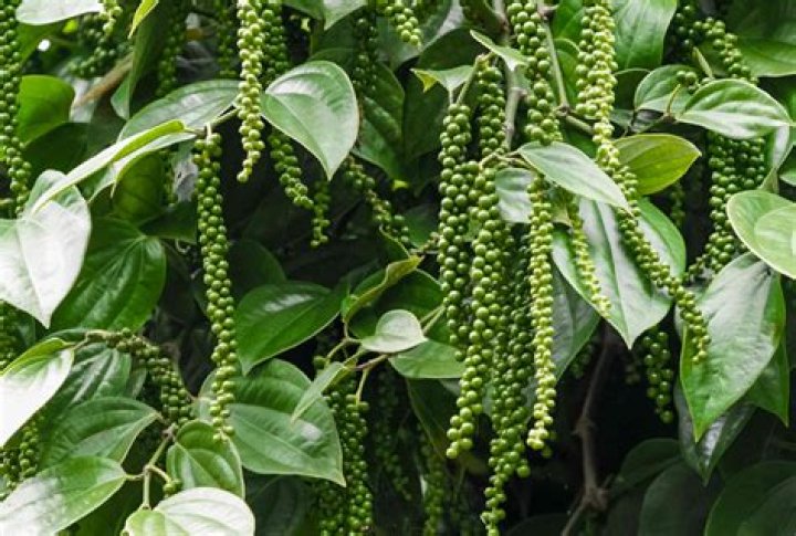 black pepper