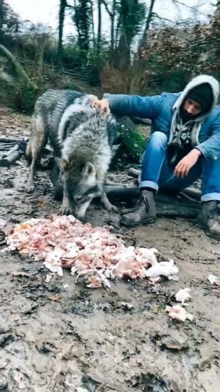 Danny Direwolf