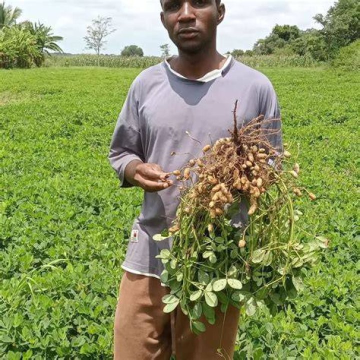 Effect of groundnut on the eyes Effect of groundnut on the eyes