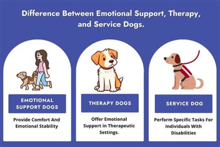 emotional support emotional support