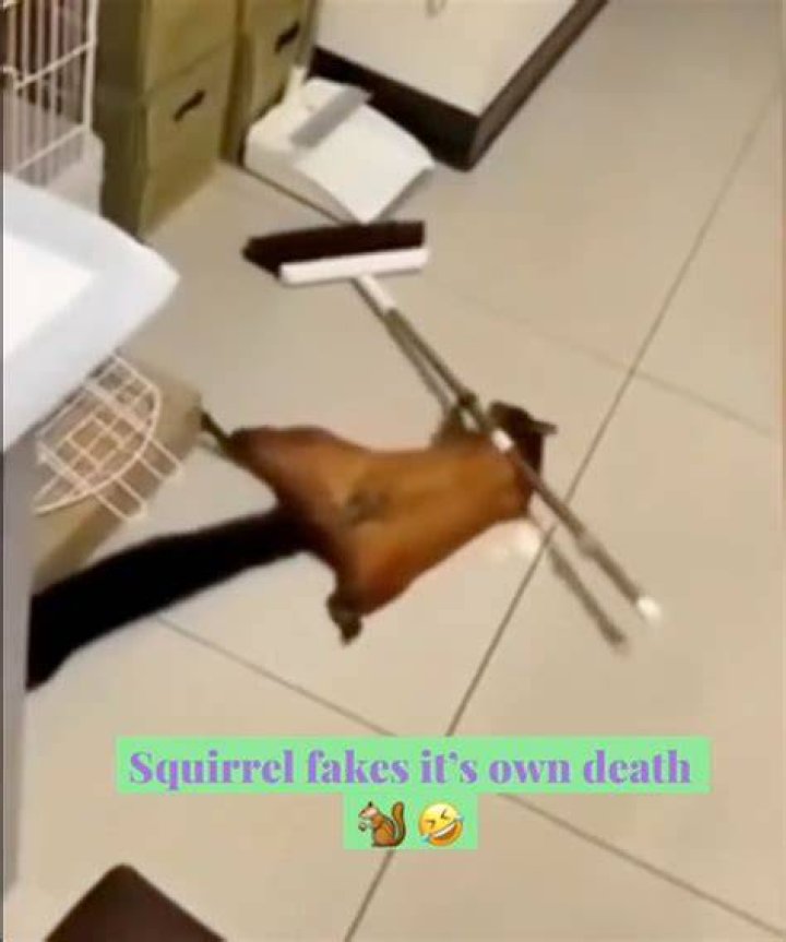 Flying Squirrel Faked Death Video