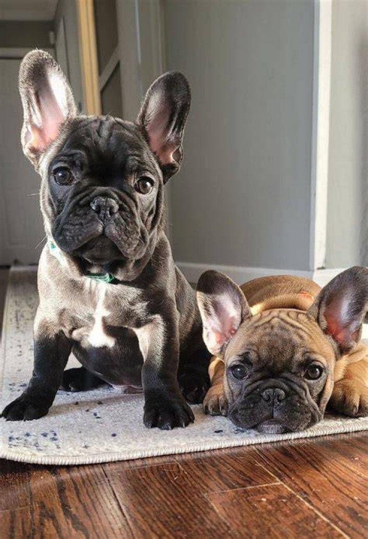 Frenchie