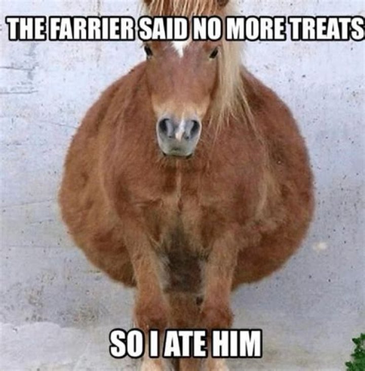 Horse memes