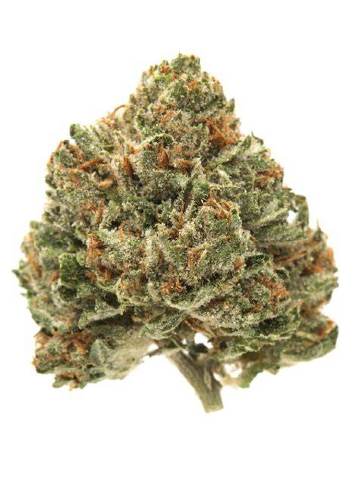 Master Kush