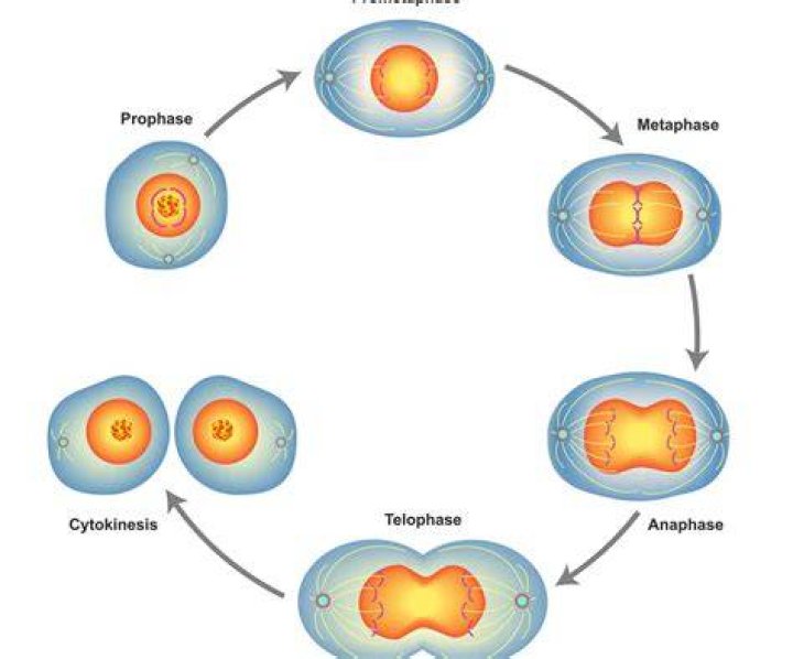 Mitosis
