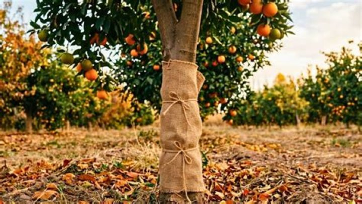 Mónica Naranjo