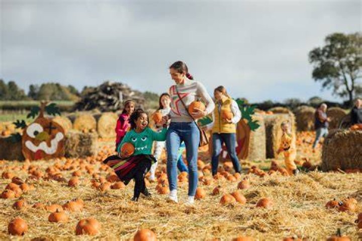 Pumpkin patch