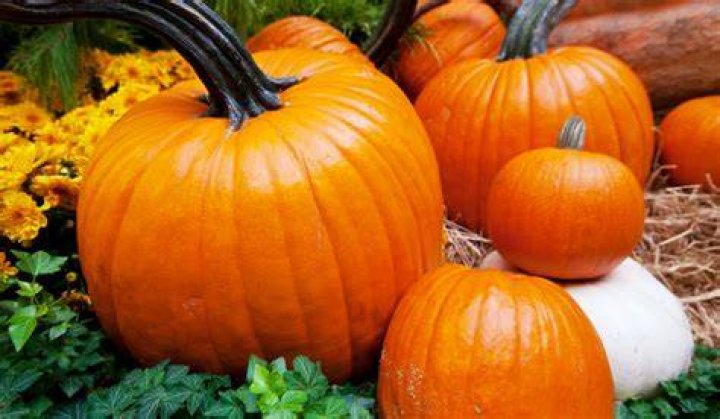 Pumpkins