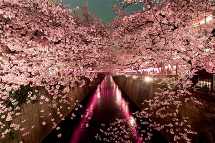 Sakura